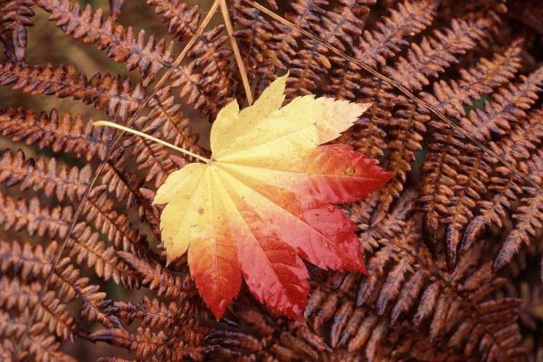 Washington State, Skagit County, Fall Foliage
